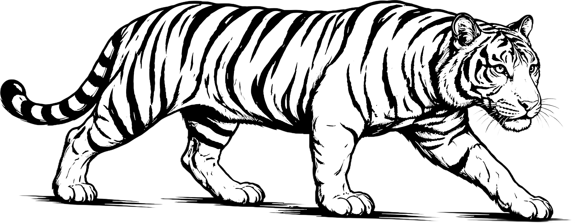 Black and white illustration of a tiger walking